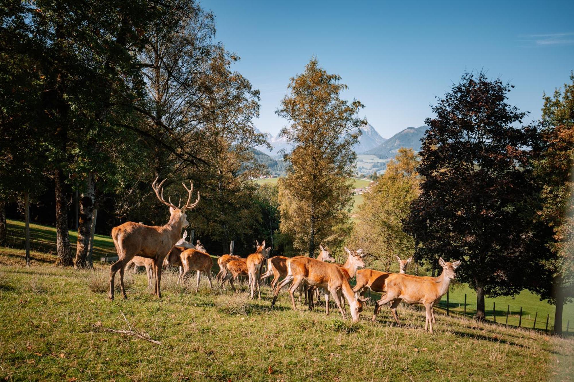 Hotel Sperlhof Windischgarsten Buitenkant foto